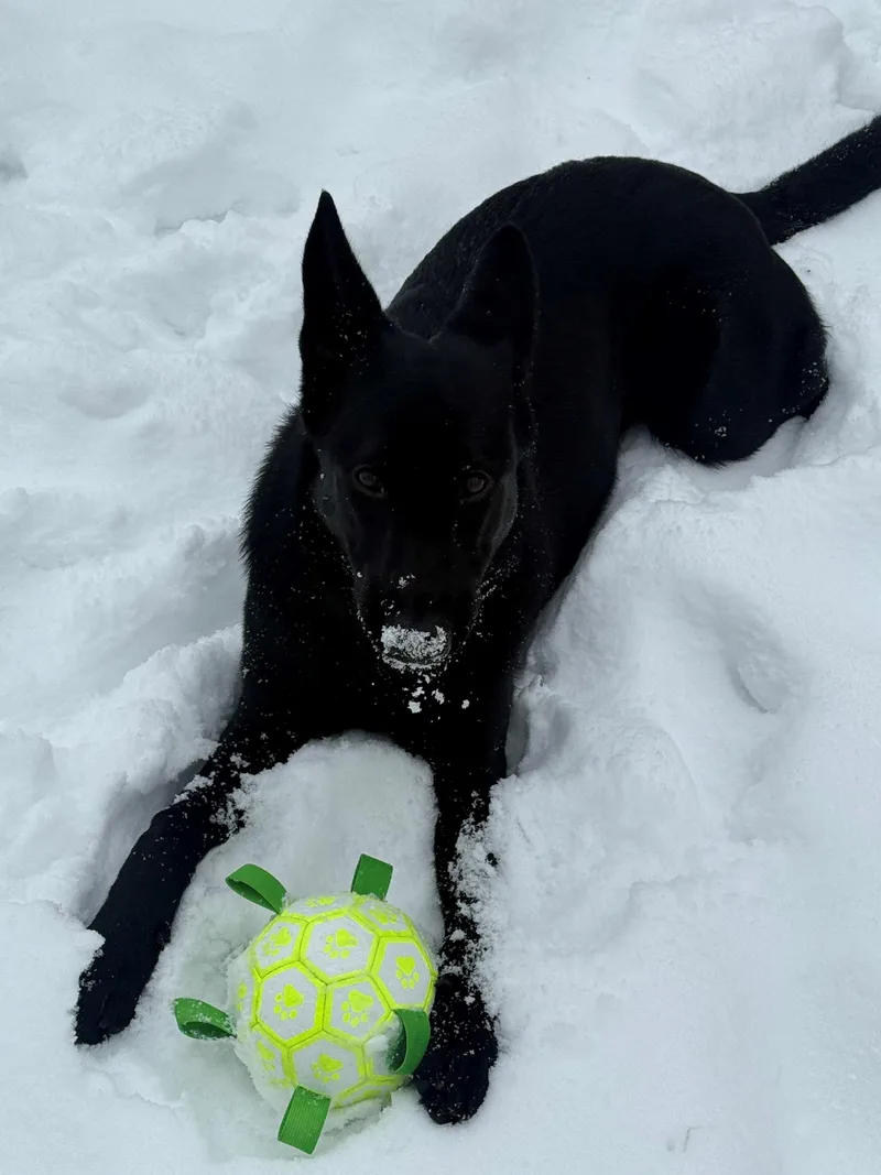 Bluey Os thumbnail 3