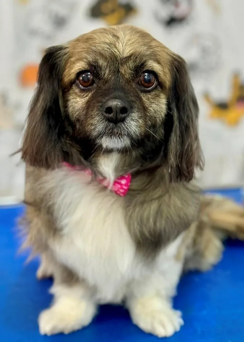 Meena Sp thumbnail 2