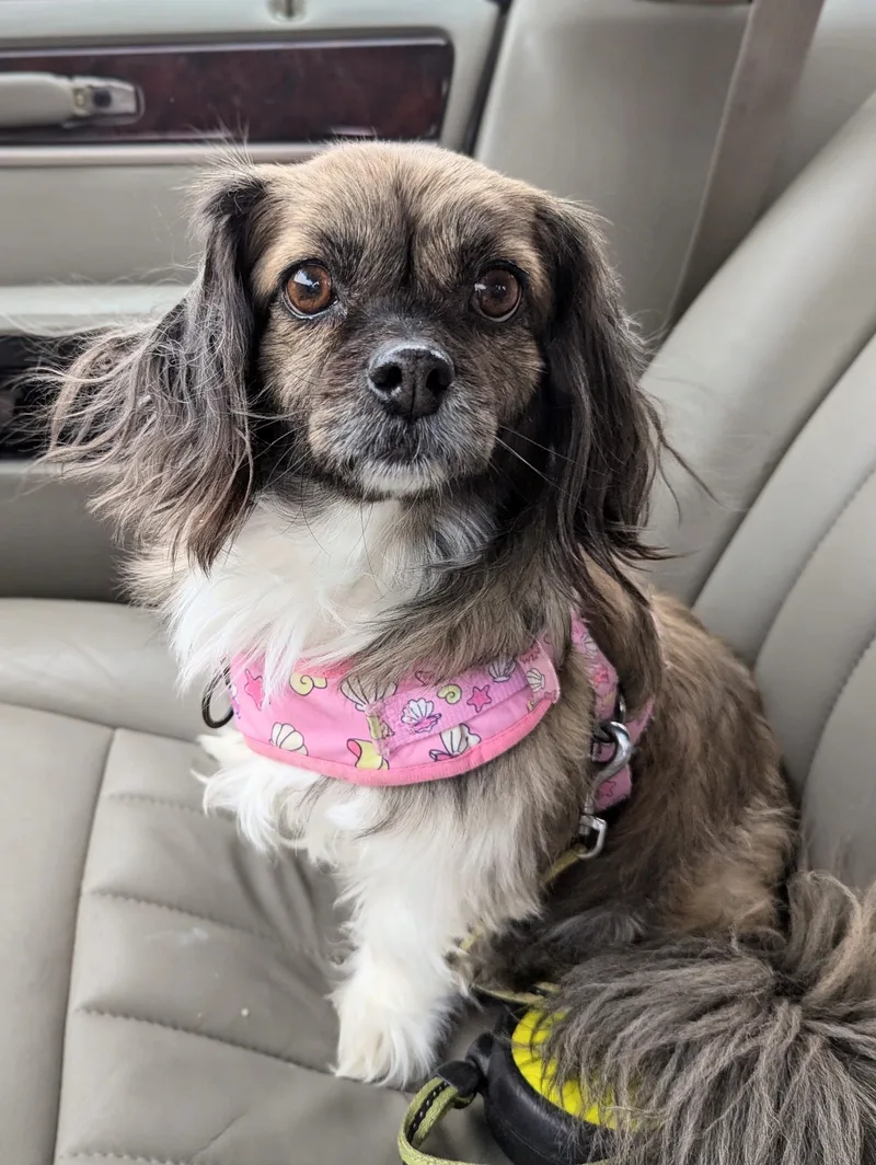 Meena Sp thumbnail 3