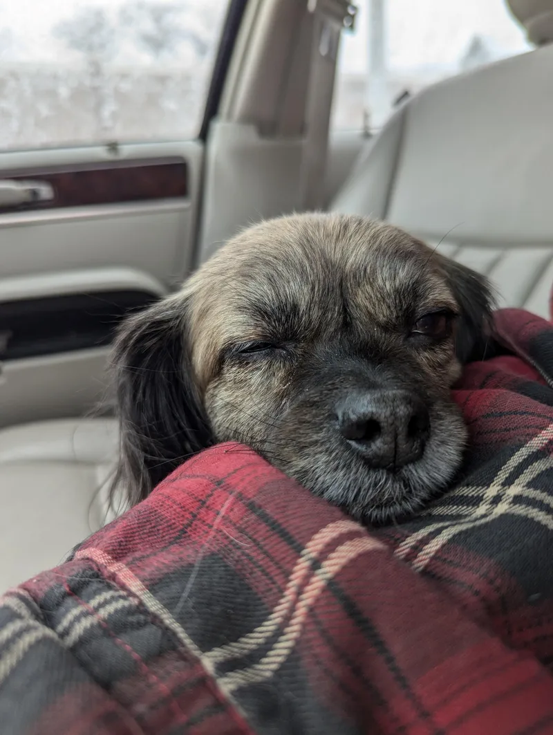 Meena Sp thumbnail 4