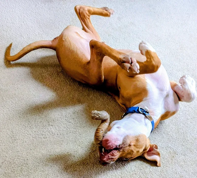 Johnny Cash Sp thumbnail 3