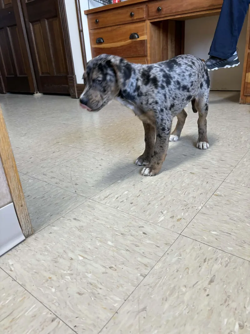 Morgan W thumbnail 3