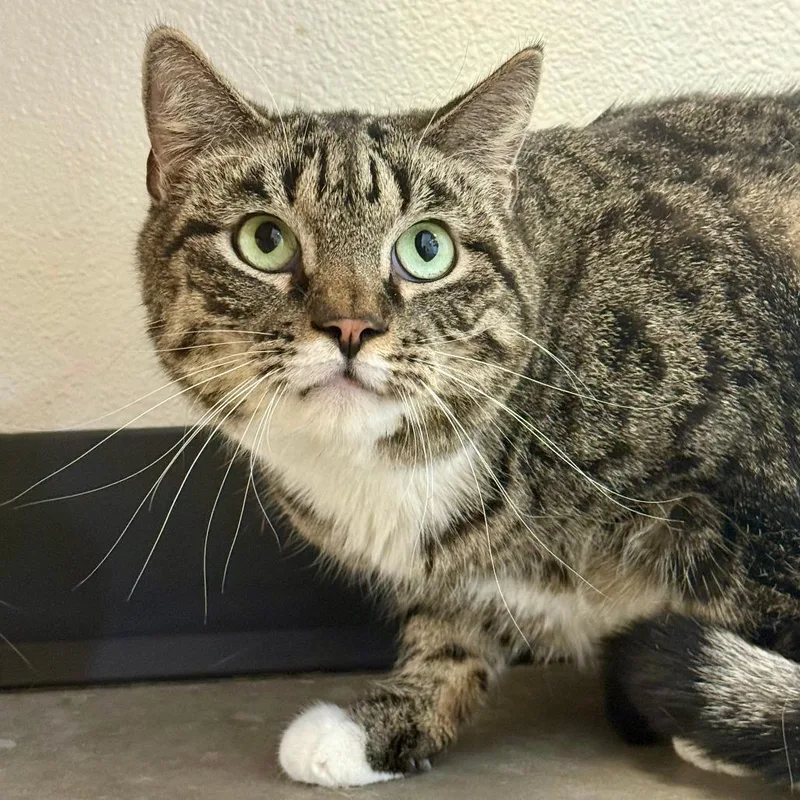 Moto Moto thumbnail 2