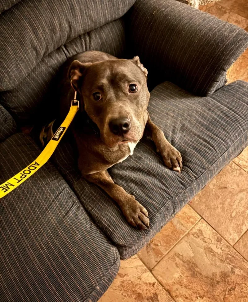 An adult medium-sized female Pit Bull Terrier dog named Dixie for adoption in Holly Springs, NC