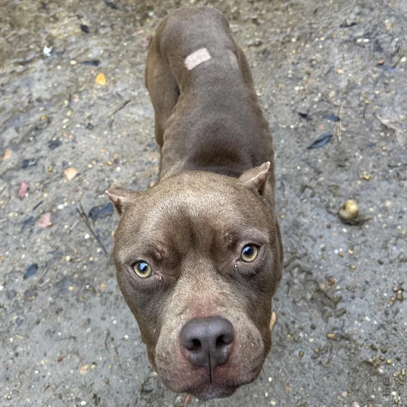 Fried Football thumbnail 2