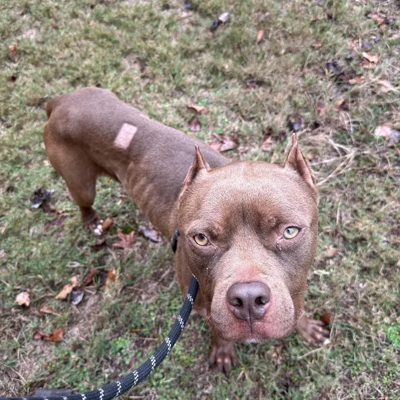 Fried Football thumbnail 3