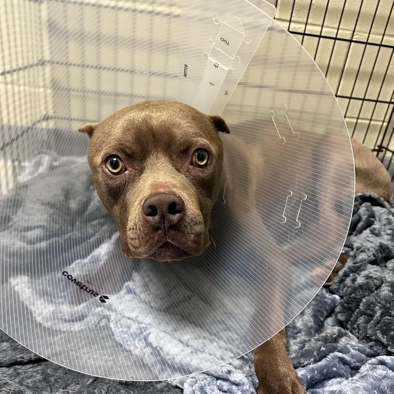 Fried Football thumbnail 4