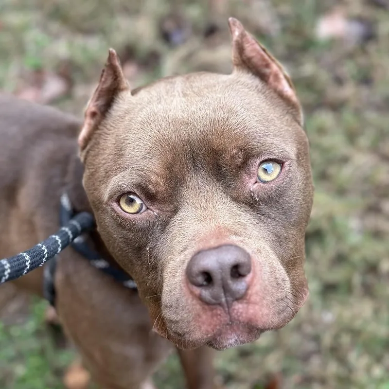 Fried Football thumbnail 5