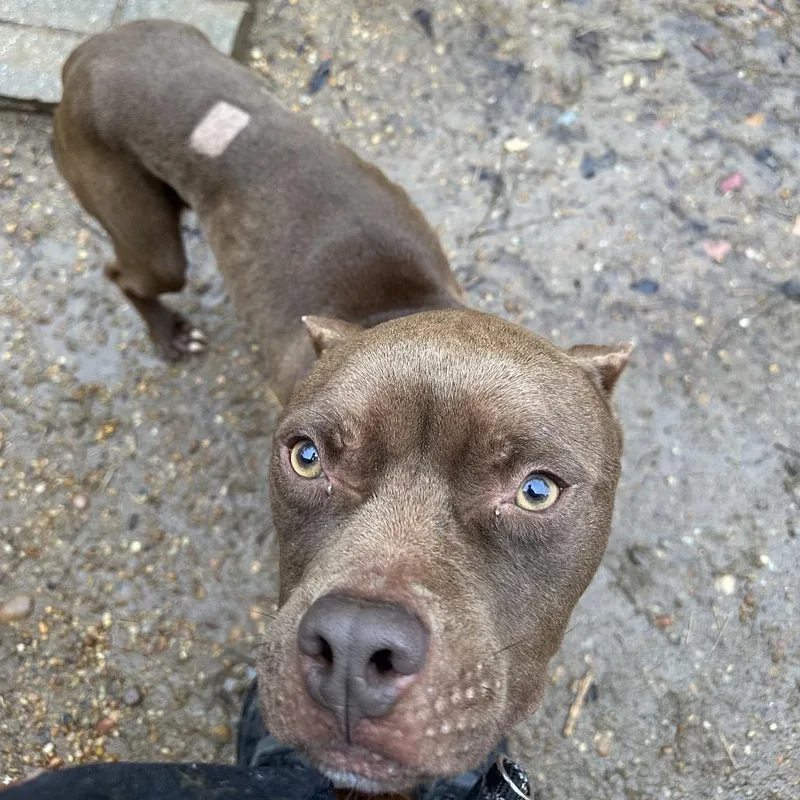 Fried Football thumbnail 6