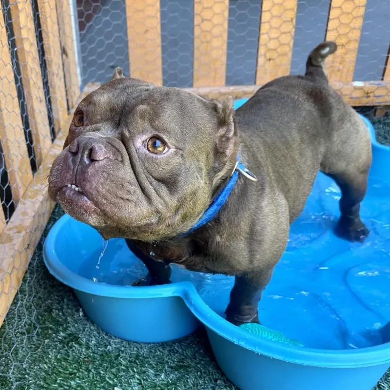 Bartholomew A thumbnail 2