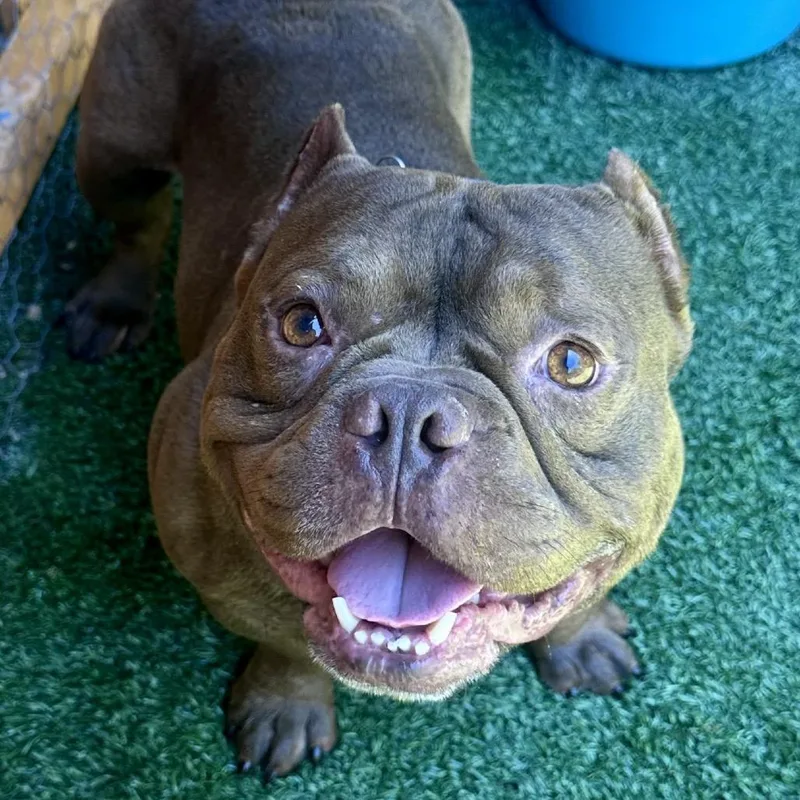 Bartholomew A thumbnail 3