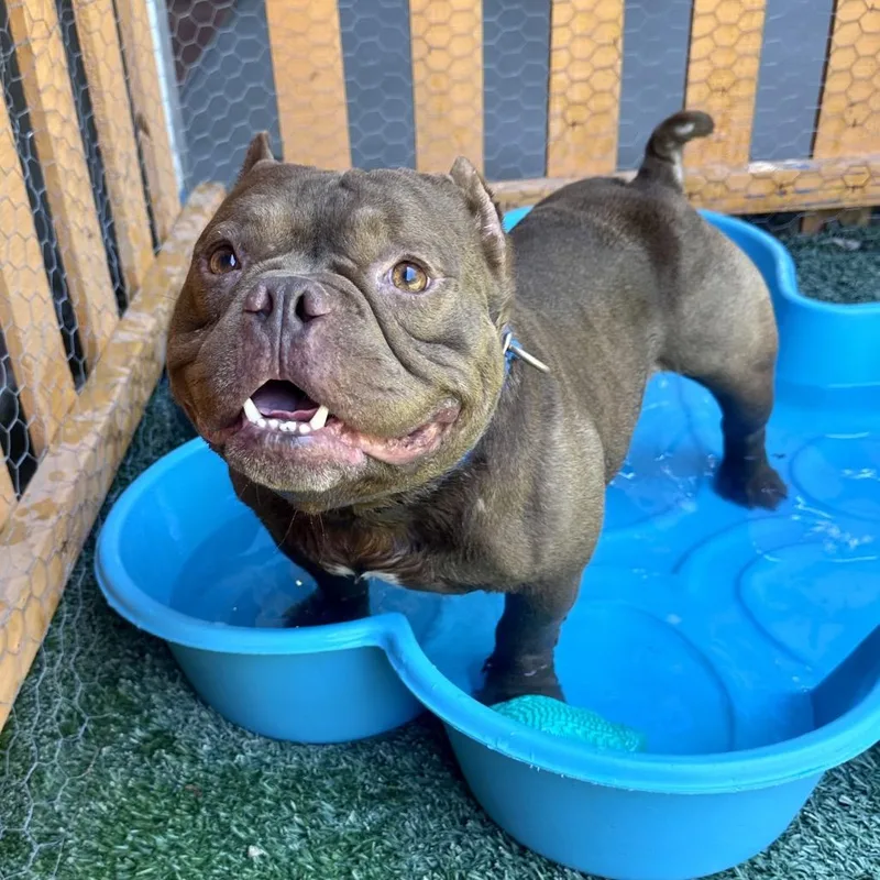 Bartholomew A thumbnail 4