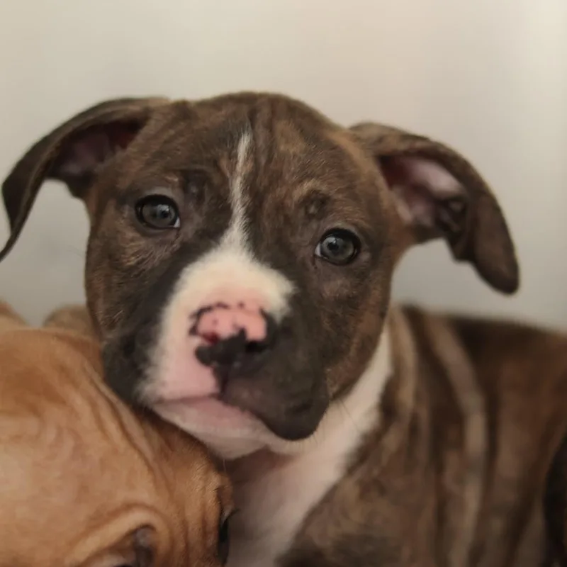 Florence thumbnail 2