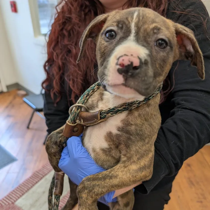 Florence thumbnail 3