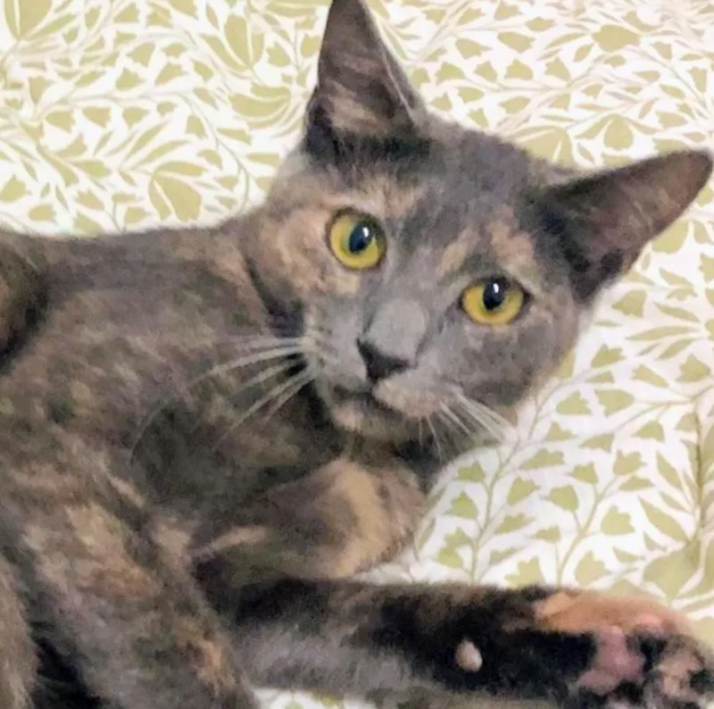 Penelope thumbnail 2