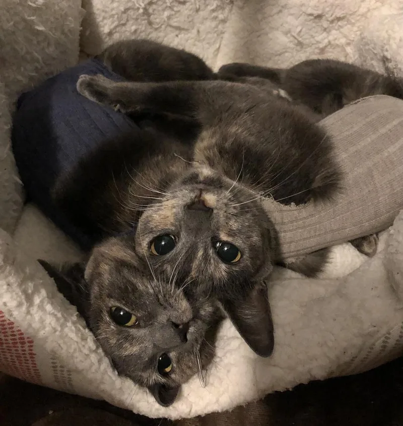 Penelope thumbnail 3