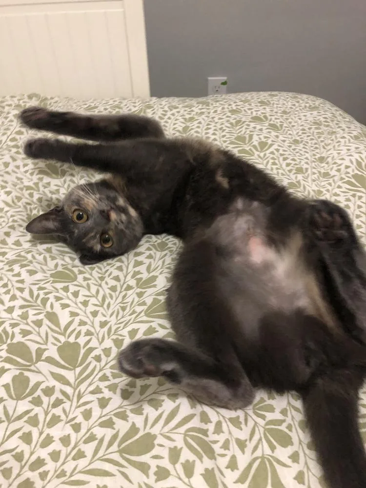 Penelope thumbnail 6