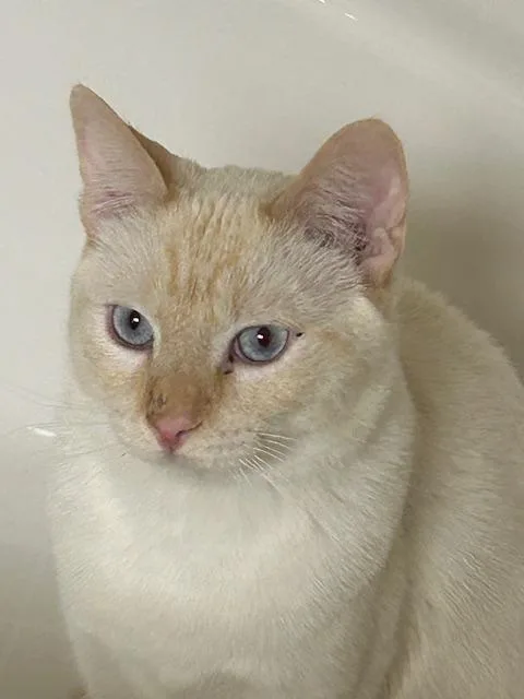 Kingston thumbnail 6