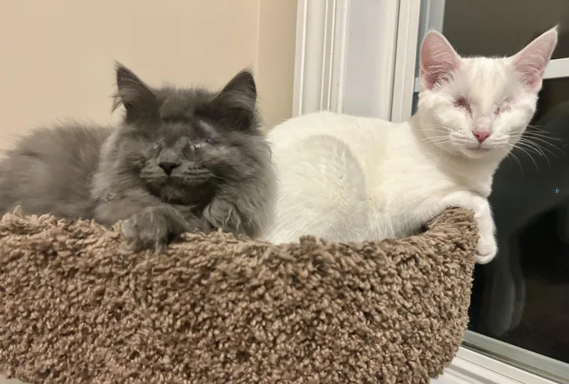 Sleepy & Grumpy thumbnail 4