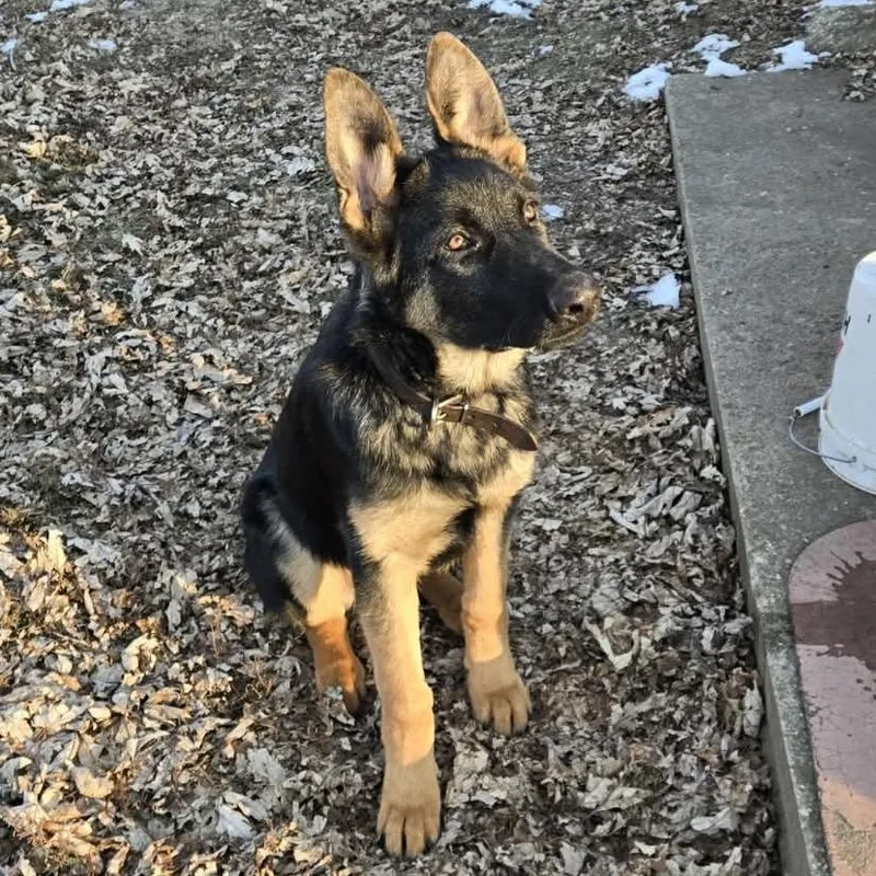 Smokey Joe thumbnail 3