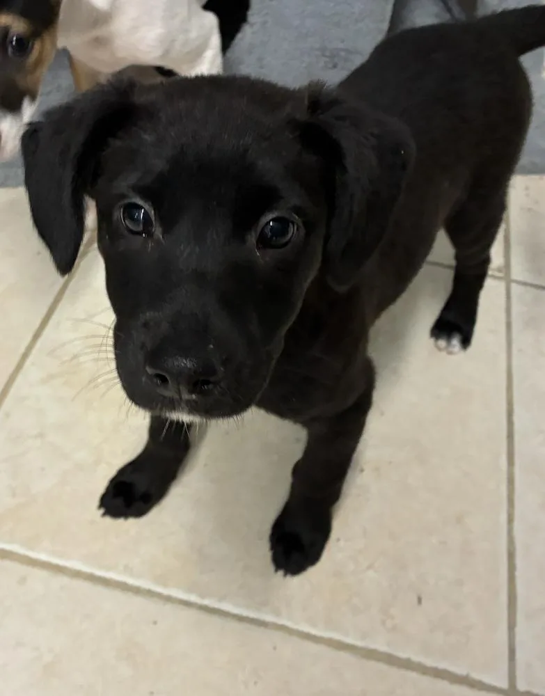 Little Lua thumbnail 2