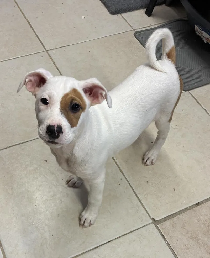 Delightful Dakiti photo 1