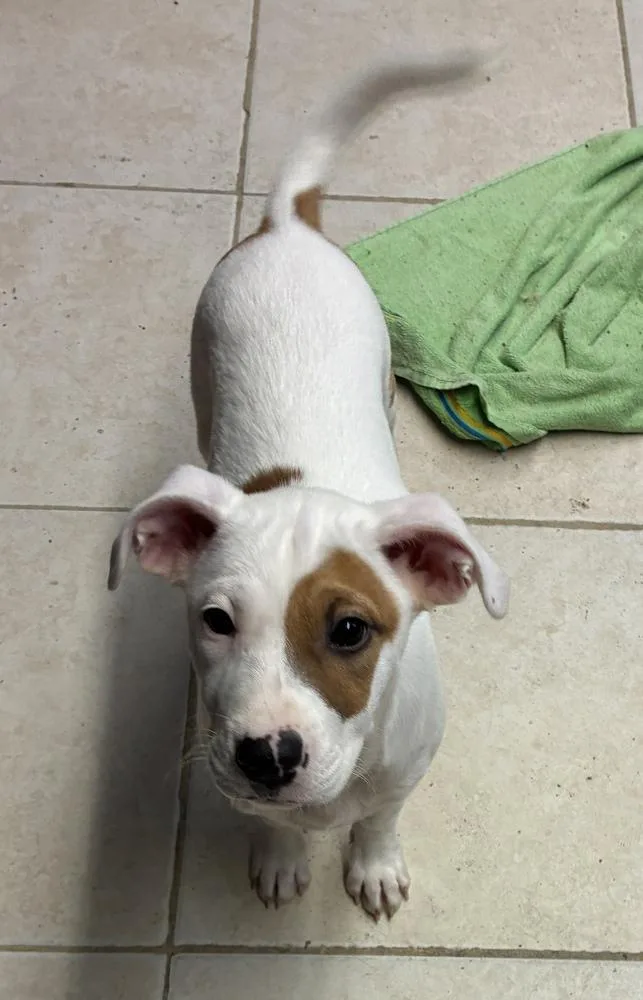 Delightful Dakiti thumbnail 2