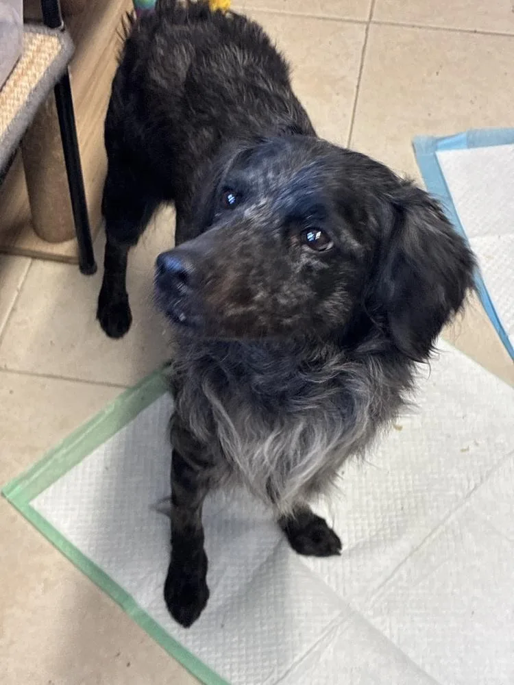 Outstanding Olive Oil thumbnail 2