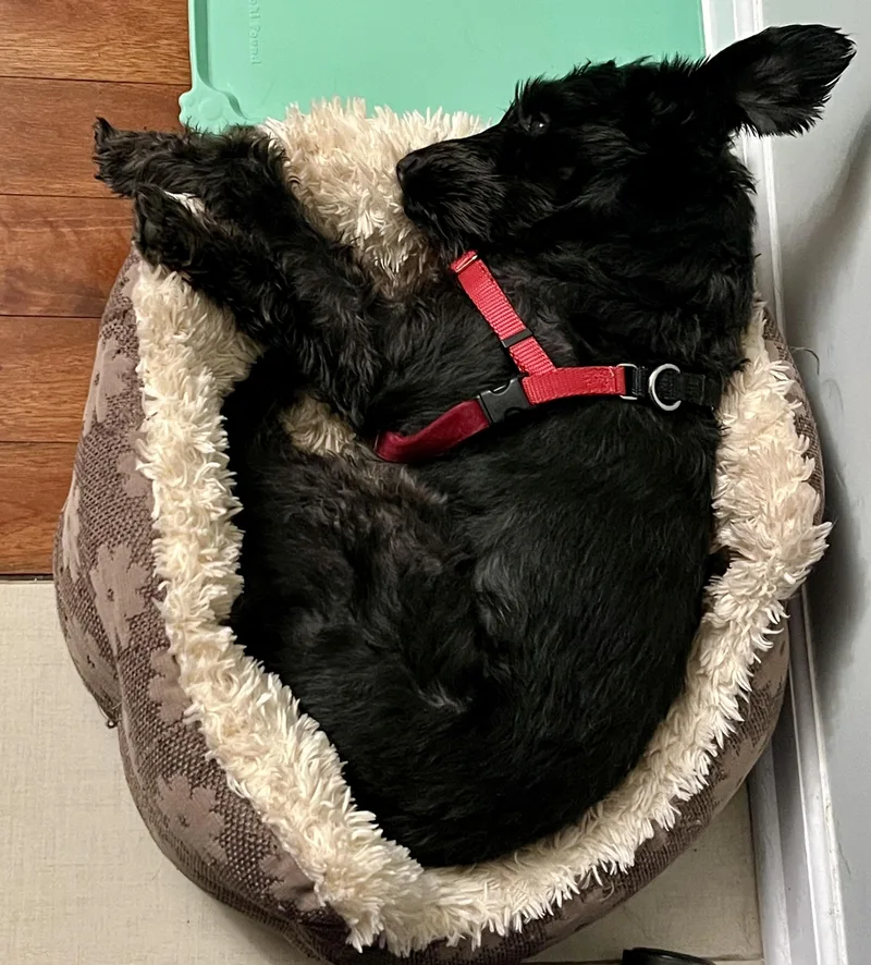 Biggie Smalls thumbnail 4