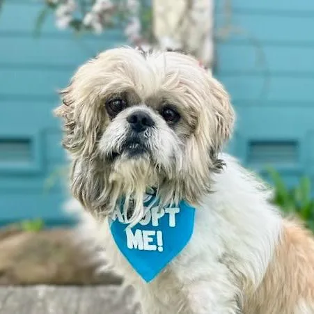 Sir William thumbnail 2