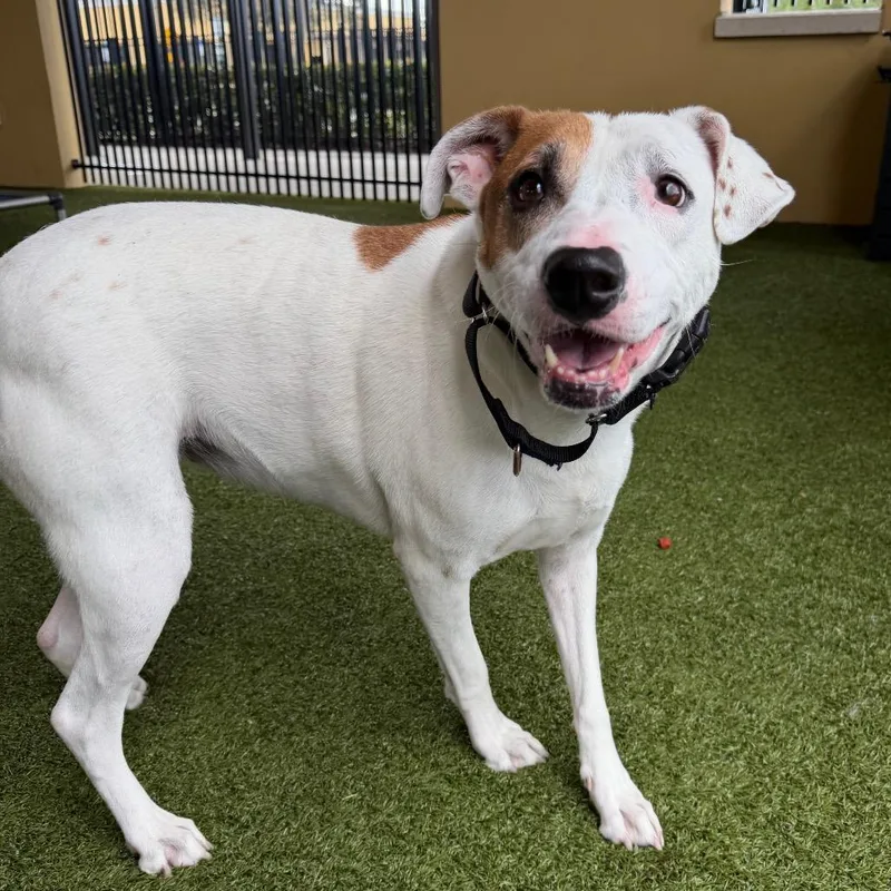 Sweet Potato thumbnail 3