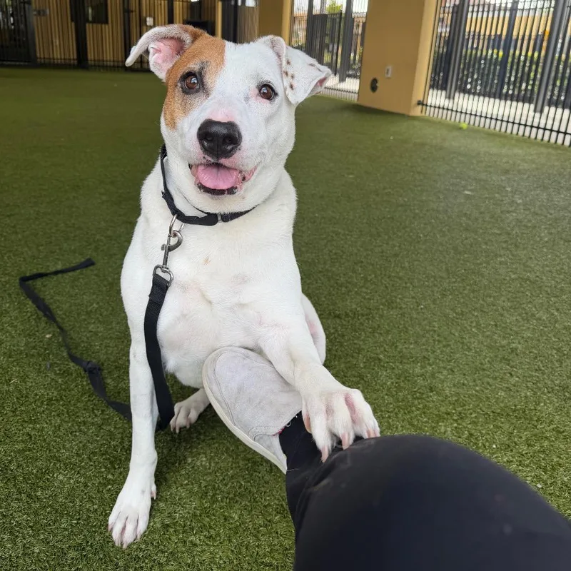 Sweet Potato thumbnail 4