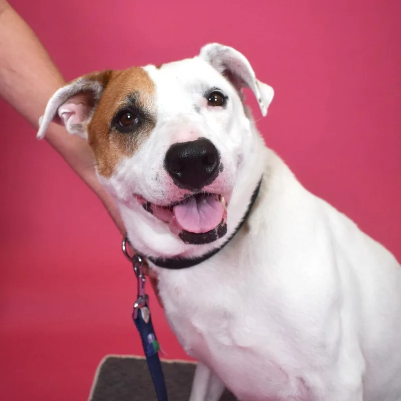 Sweet Potato thumbnail 5