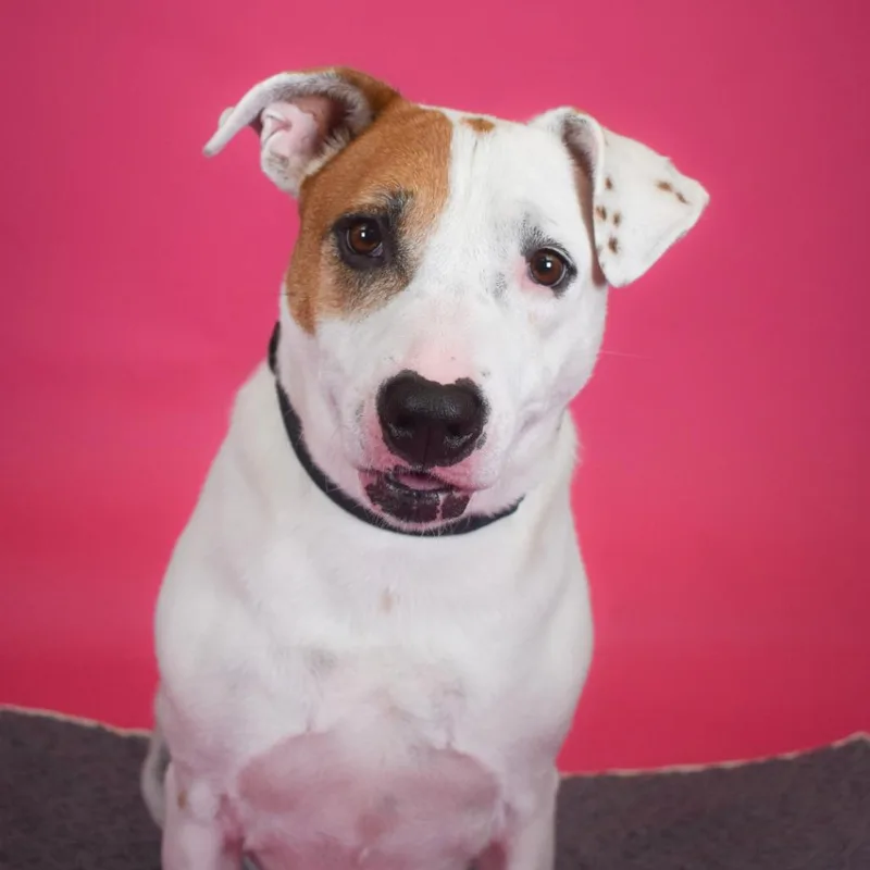 Sweet Potato thumbnail 6