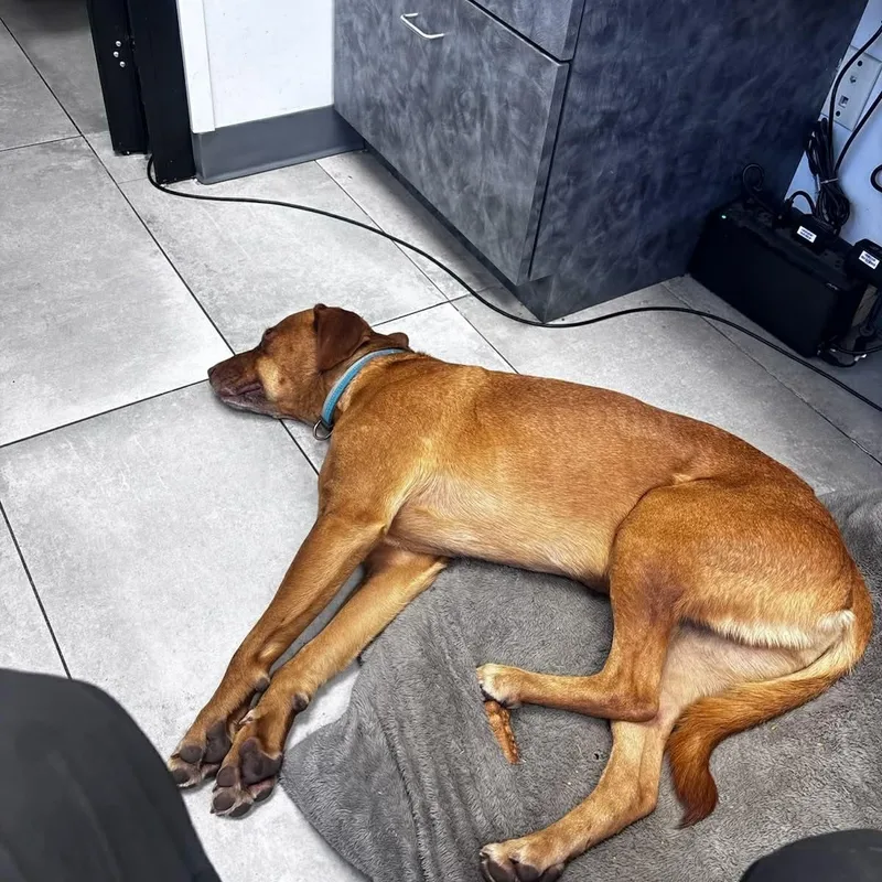 Carwash Buddy Lives At thumbnail 3