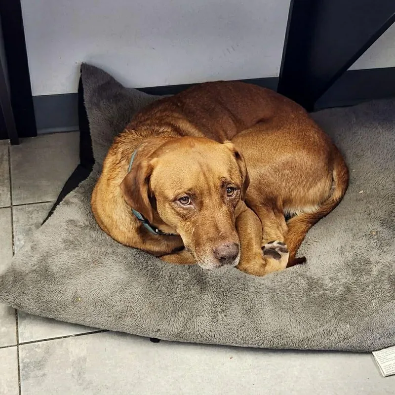 Carwash Buddy Lives At thumbnail 6