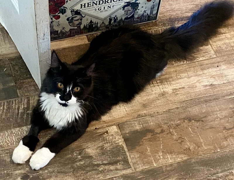 Coraline & Wyborn thumbnail 3