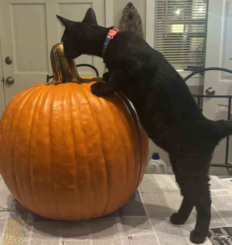 Tiny Beans thumbnail 2