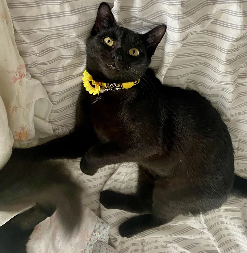 Tiny Beans thumbnail 3