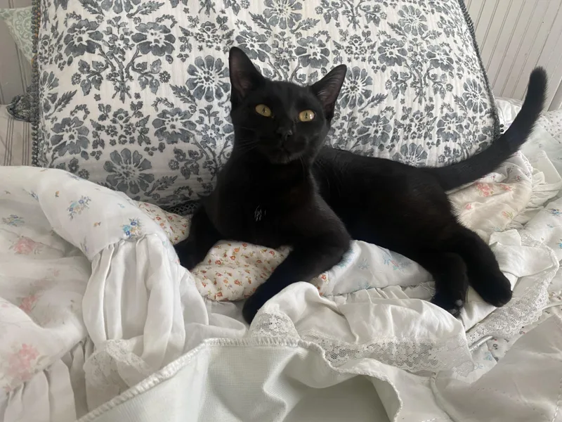 Tiny Beans thumbnail 4