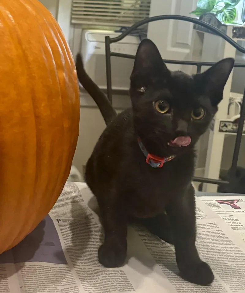 Tiny Beans thumbnail 5