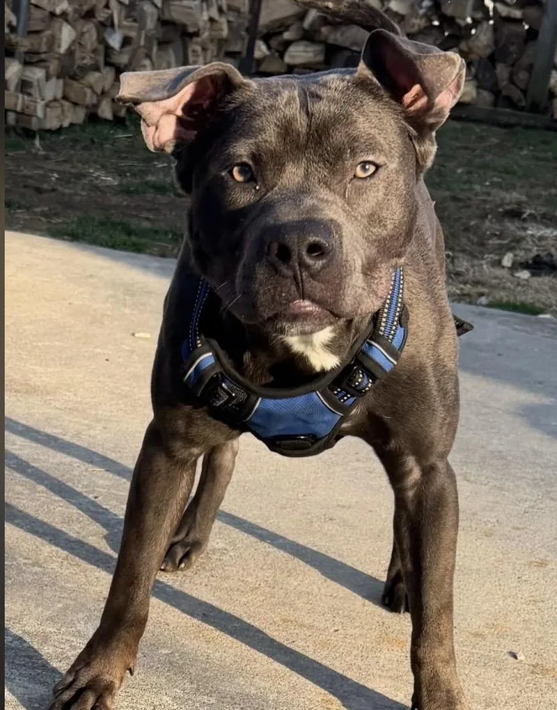 Hubba Bubba thumbnail 2