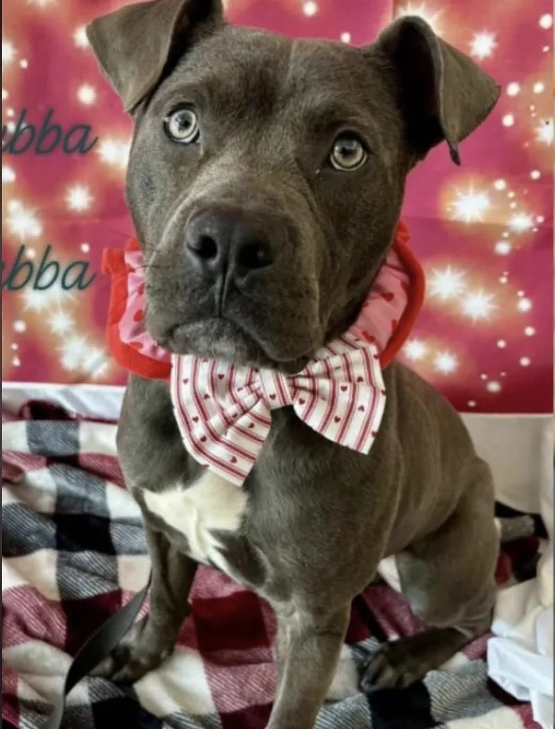 Hubba Bubba thumbnail 3