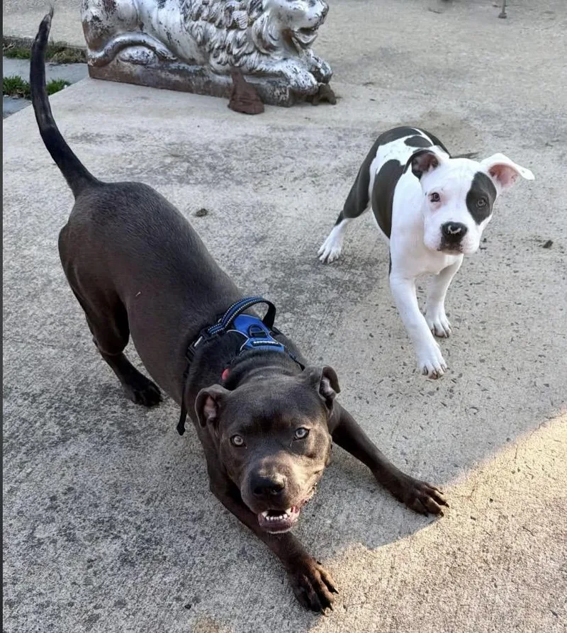 Hubba Bubba thumbnail 6