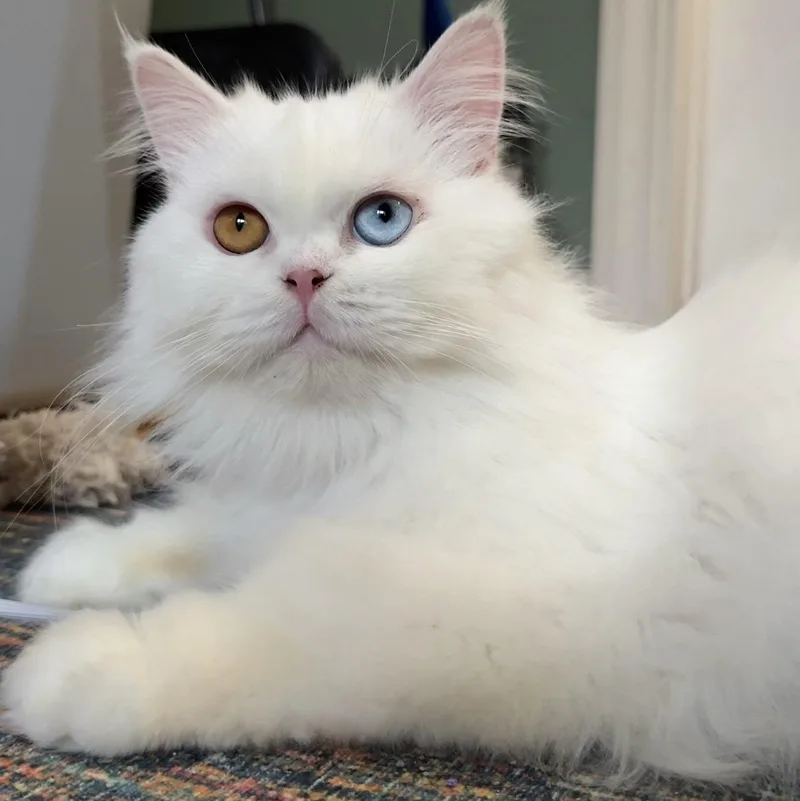 Oden & Blake  thumbnail 2