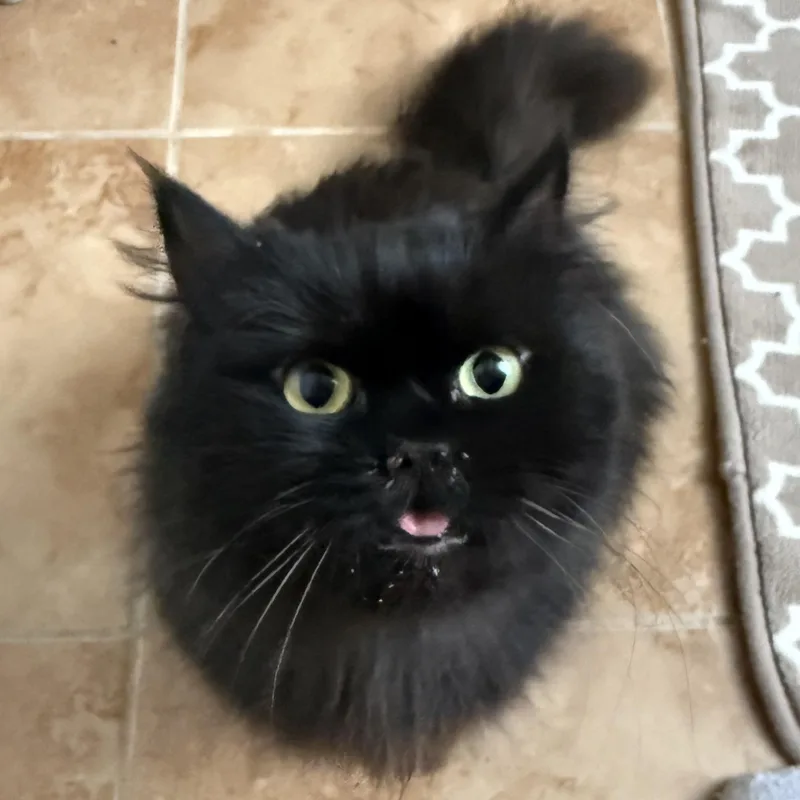 Oden & Blake  thumbnail 3