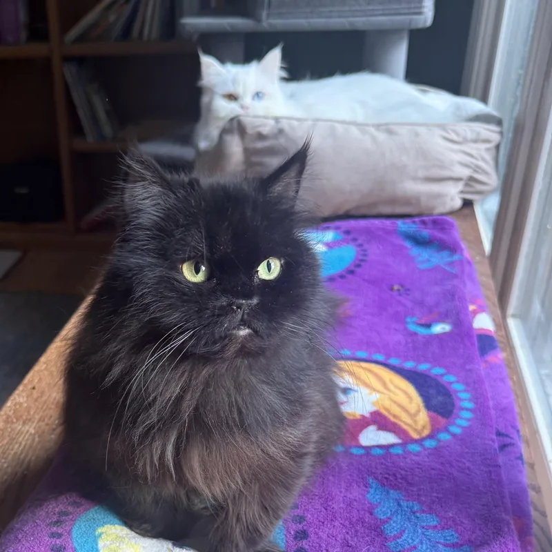 Oden & Blake  thumbnail 4