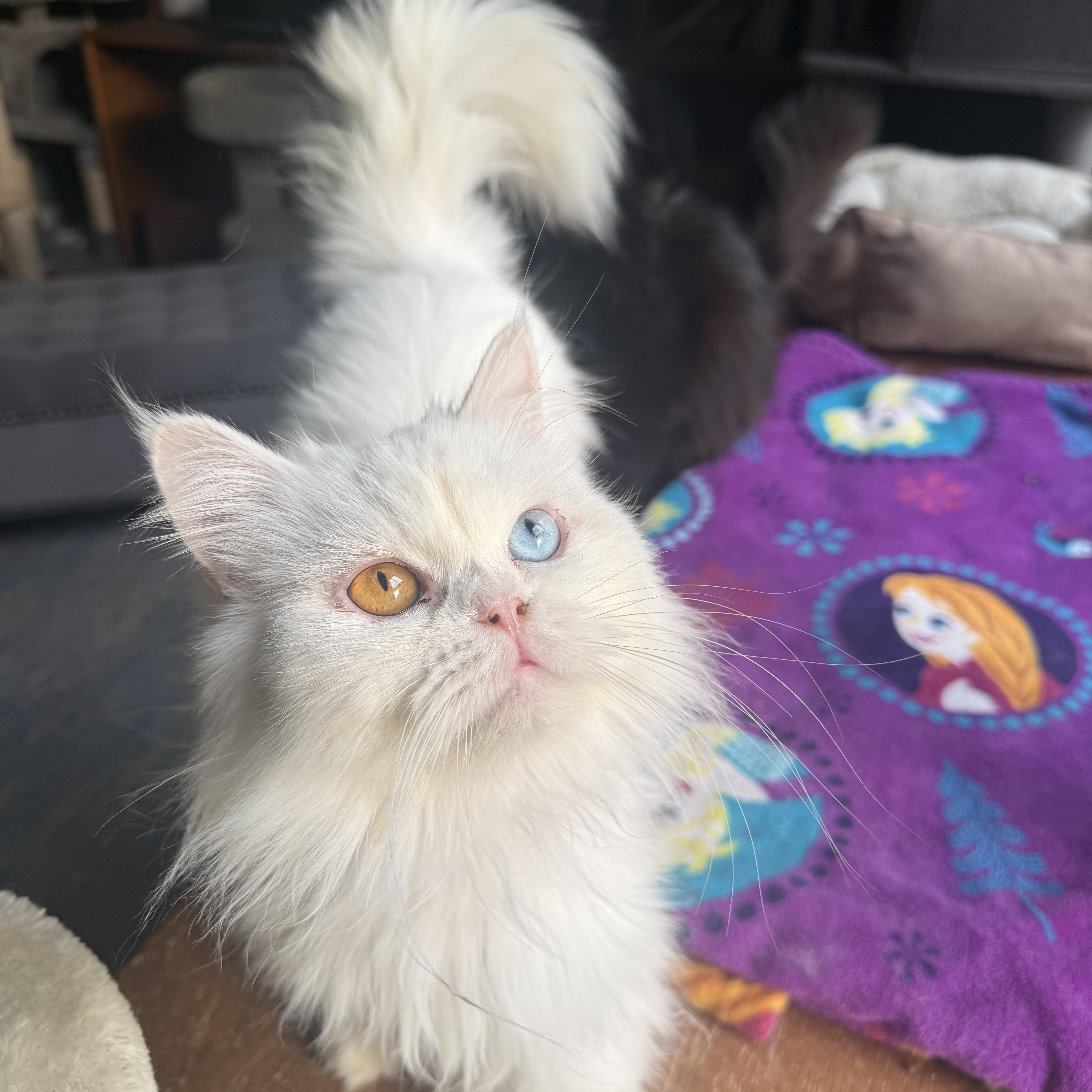 Oden & Blake  thumbnail 6