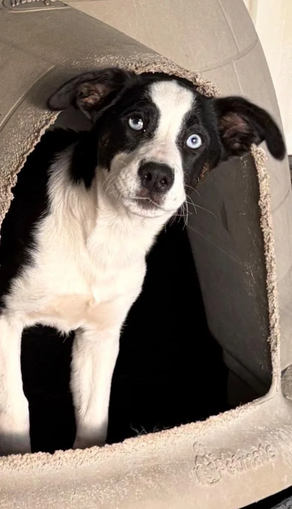 Octavius thumbnail 2