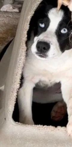 Octavius thumbnail 3